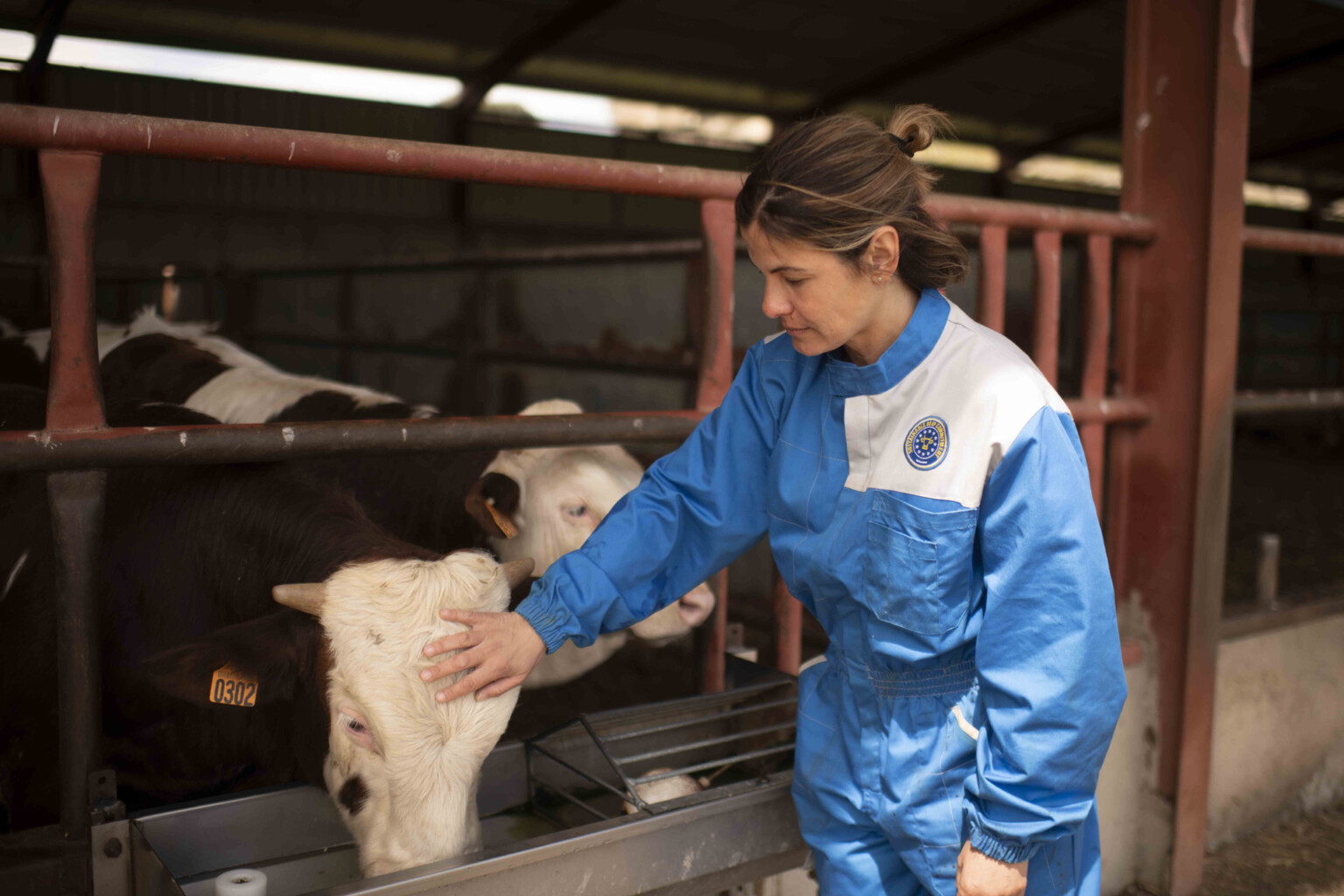 sector del vacuno europeo en misión especial: proteger y restaurar nuestros suelos