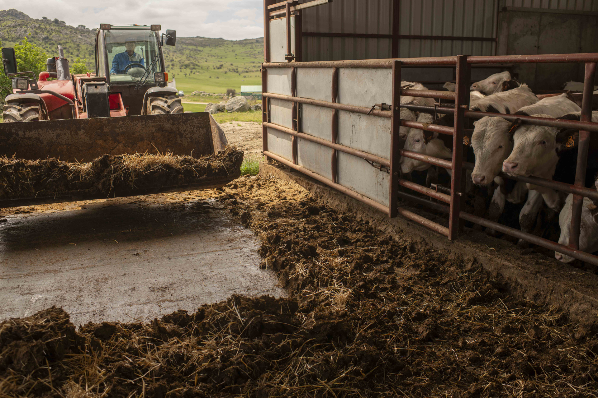tractor gestionando Estiercol vacuno sostenible