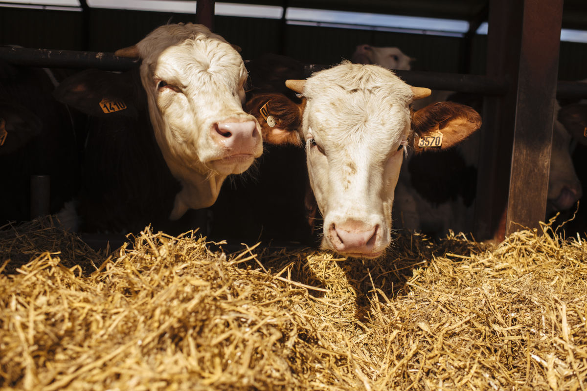 La Misión Especial del Vacuno despega con fuerza