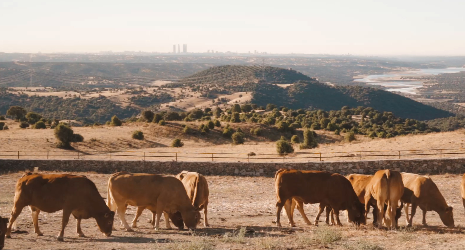Ganadería y cohesión territorial: vivir y trabajar en el medio rural