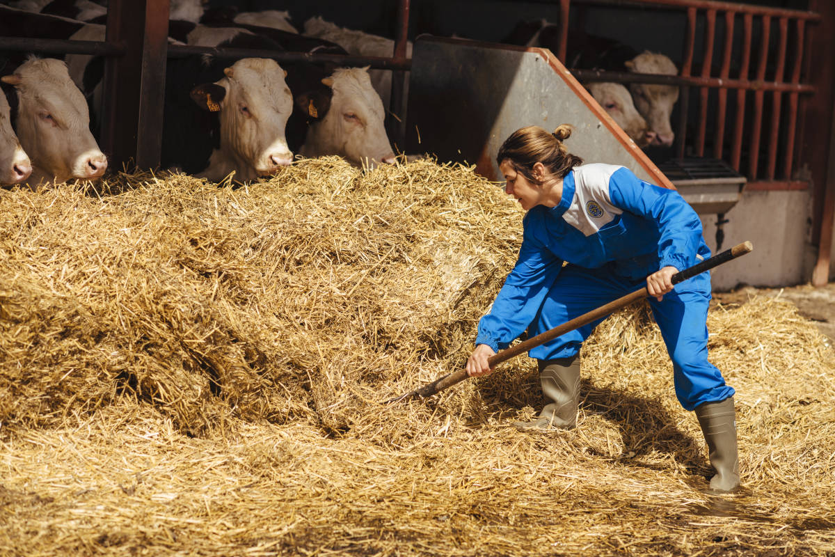 Mucho más que carne: el sector vacuno genera vida, empleo, actividad y cadena de valor en toda Europa