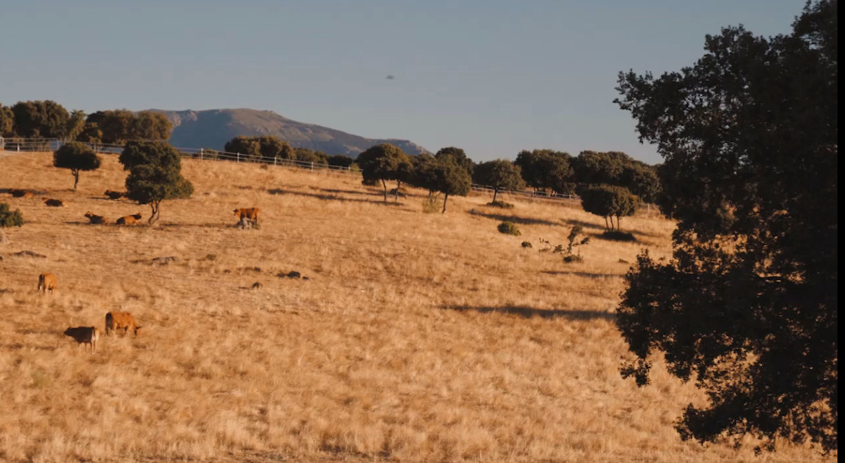 Relevo generacional en el vacuno de carne: una cuestión de sostenibilidad social y territorial