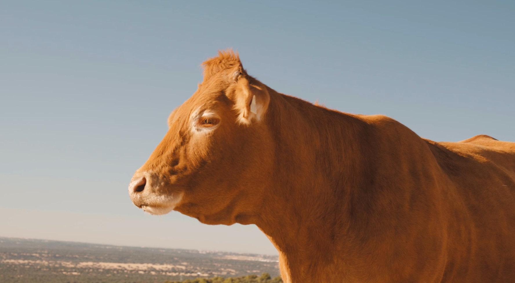Jóvenes, innovación y vacuno de carne: nuevas oportunidades para un sector ligado al territorio