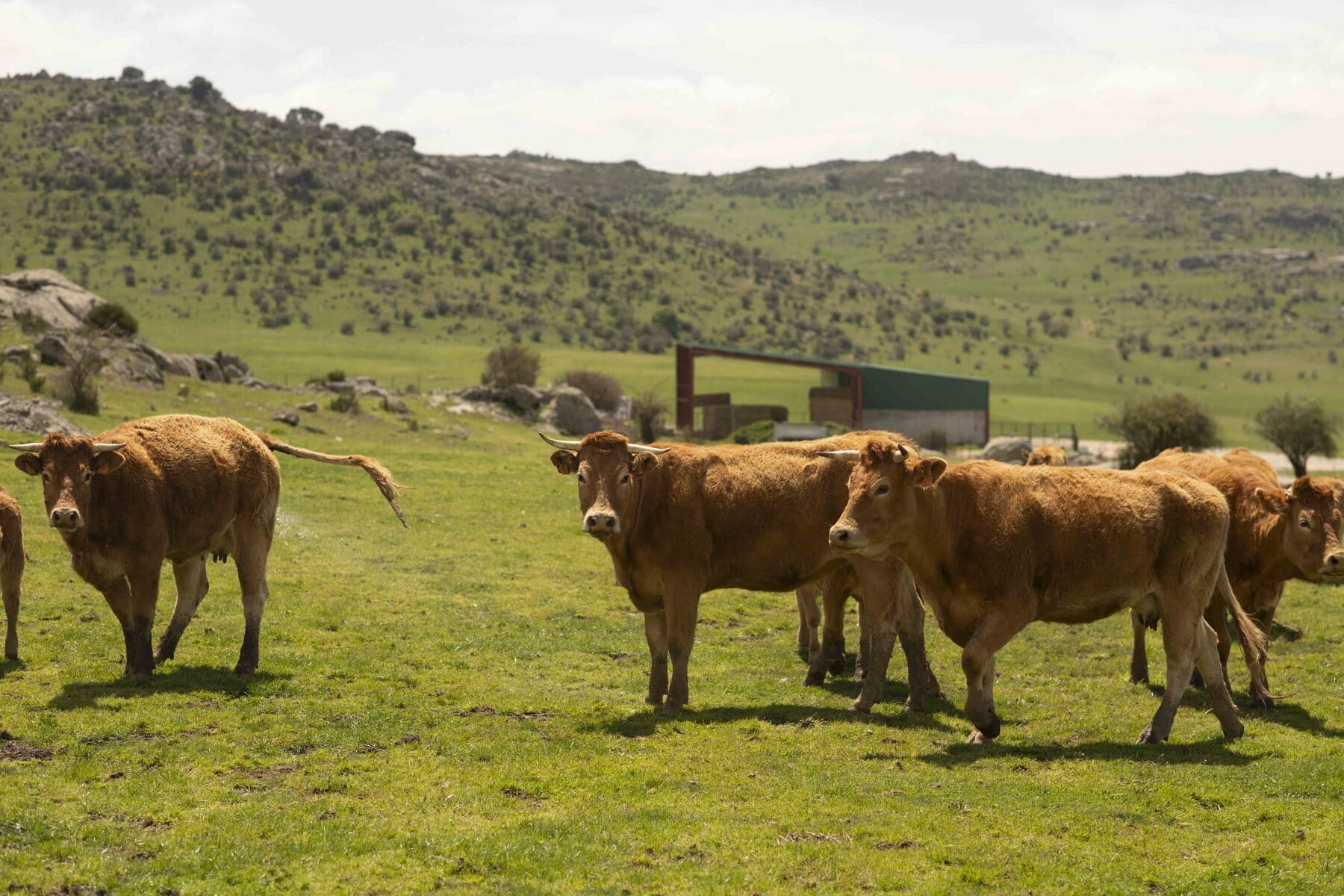 Buenas prácticas ganaderas para reducir emisiones en el vacuno de carne: una hoja de ruta técnica para la mejora continua
